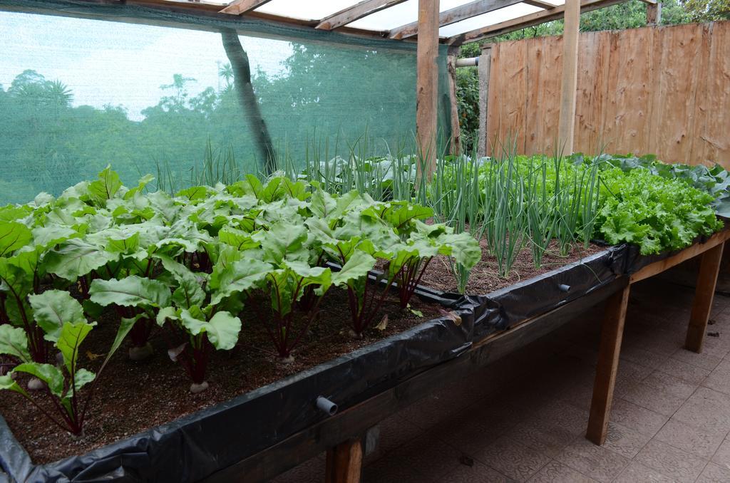 Cabinas Capulin & Farm Monteverde Exterior photo